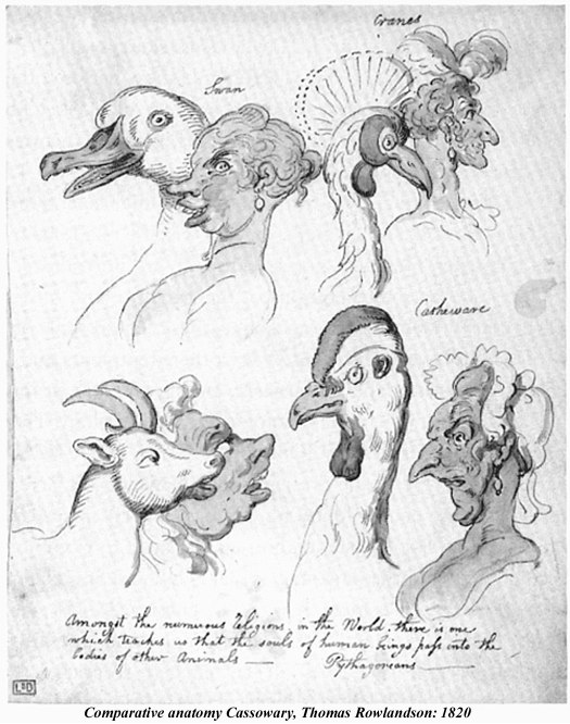 Comparative anatomy Cassowary Thomas Rowlandson 1820